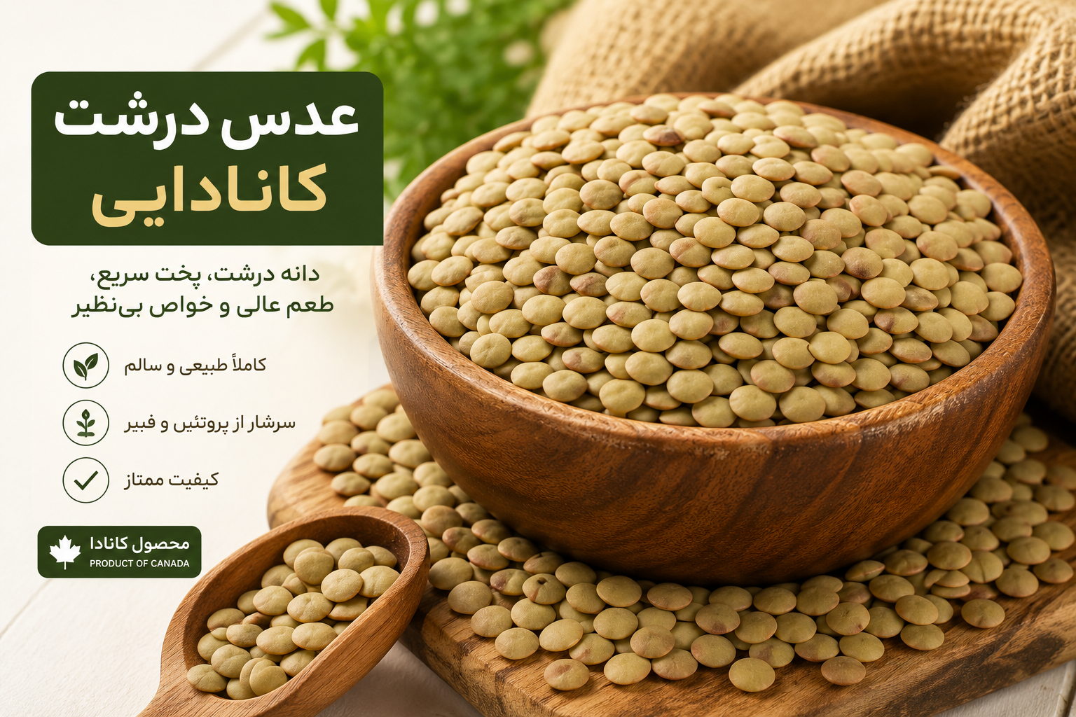 عدس درشت کانادایی وزن ۱۰۰۰ گرم